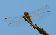 Moustached Darter (Male, Sympetrum vulgatum)